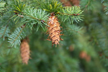 20 DOUGLAS FIR Tree Abies Pseudotsuga Menziesii Christmas Tree Blue Douglas Pine Spruce Native Evergreen Seeds